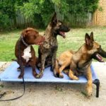 Private Lessons - Dog Training